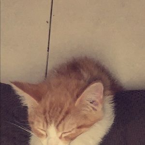 Meet your Posher, Casey